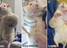 Tumors-Rats1