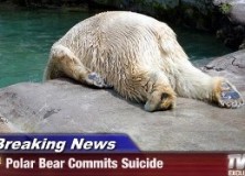 polar bear suicide