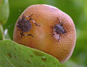 brown_marmorated_stink_bug07