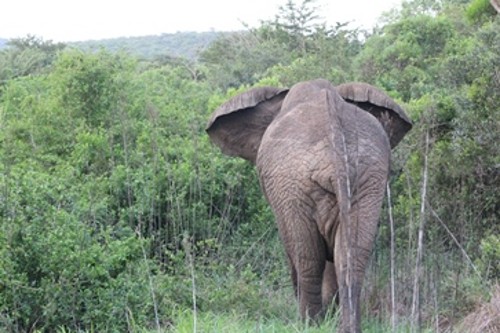 elephant-rear