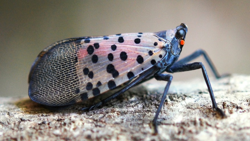 spotted-lanternfly