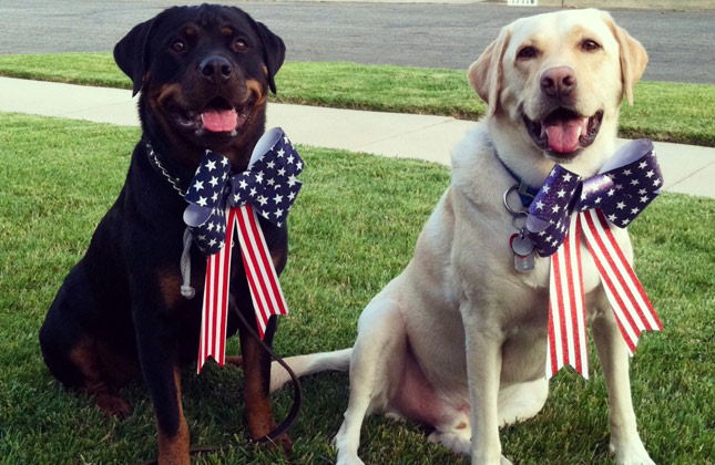 dog-patriotism