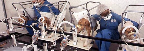 beagle-experiments